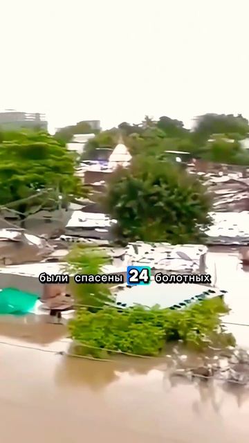 Крокодилы стали домашними в Индии смотреть онлайн