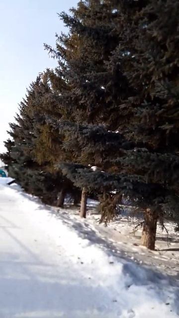 Голубые ели!!🌲🌲-8°мороза.Blue fir trees.🌲🌲🌲-8°cold.12.00 am time. смотреть онлайн