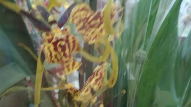 Очень интересные орхидеи 🌹🌻в Ашане,тц 7небо,г Нижний смотреть онлайн