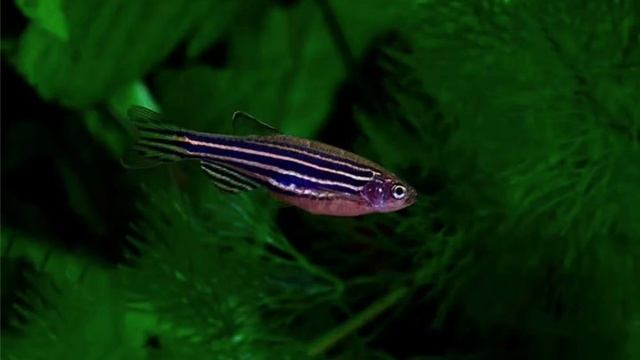 ДАНИО 🐠 выбор для НОВИЧКОВ ! смотреть онлайн