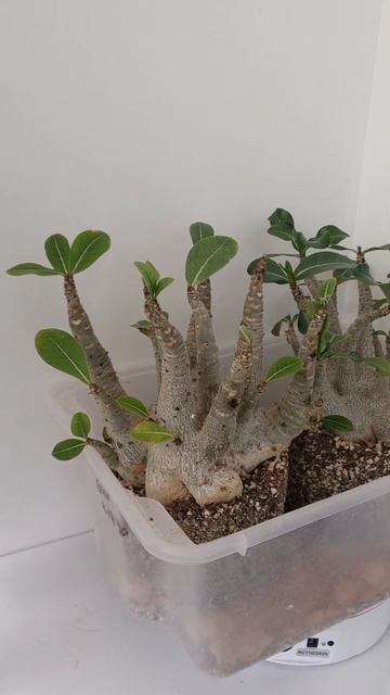 Мои арабикумы Godji и Emerald Bracelet❤️ Выращены из семян. #аде смотреть онлайн