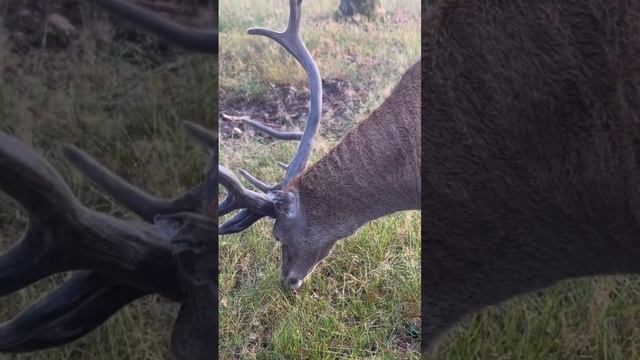 Олень ест траву смотреть онлайн