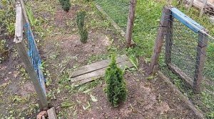 Туя западная Зматлик