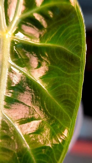 Алоказия Розовый Дракон (Alocasia Pink Dragon) смотреть онлайн