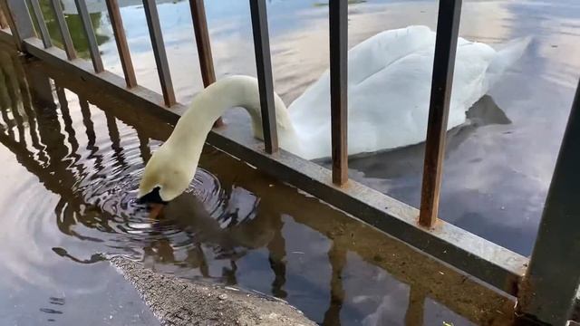 А белый лебедь на пруду