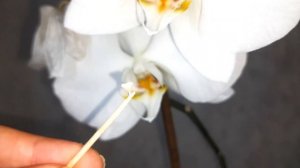 Как правильно опылить орхидею