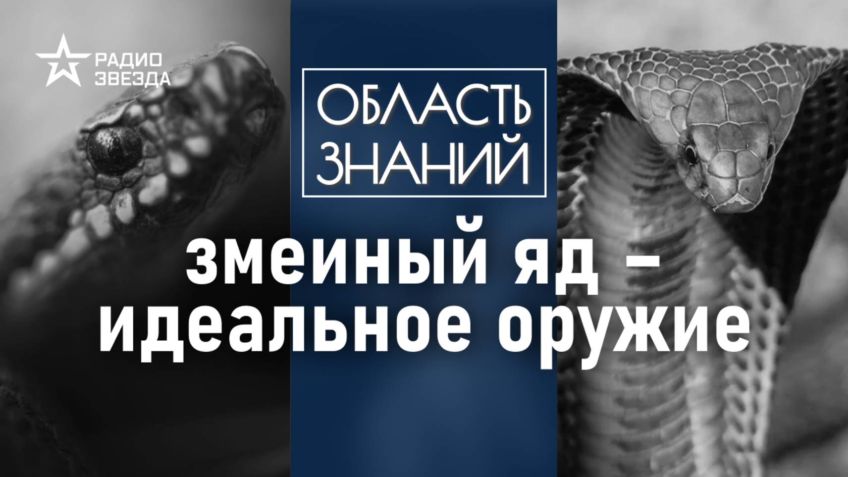 Что происходит с телом, когда в него попадает змеиный яд? Лекция биолога Натальи Носовой смотреть онлайн