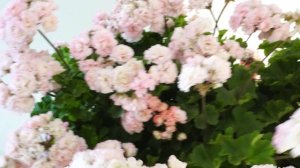 #46. ЮВ Звезда Водолея - сорт пеларгонии