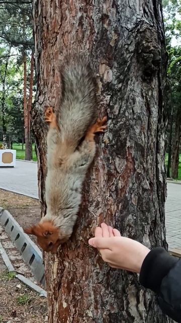 Белка есть семечки прямо из рук #nature #squirrel #bishkek смотреть онлайн