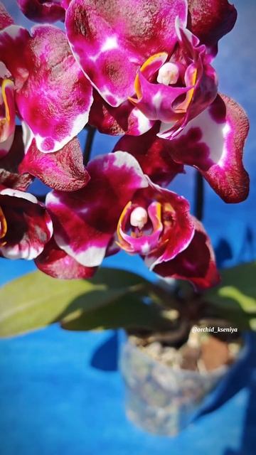 Phal. Son Ya’s Diamond Queen 💎👑 Домашнее цветение восковой орхи смотреть онлайн