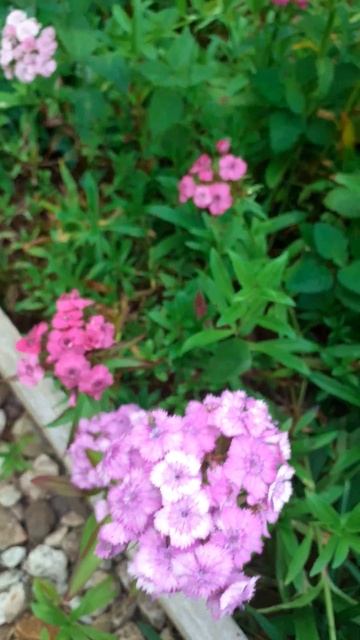 🌸Турецкая гвоздика и к° #цветы #garden #plants #flowers #сад