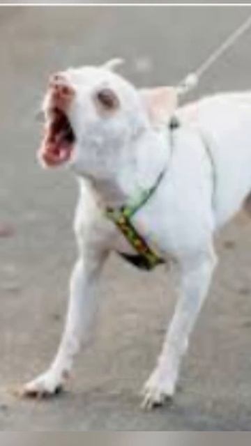 маленький сынок не хочет есть на завтрак кашу автор зв смотреть онлайн