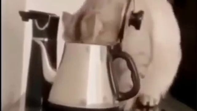 Кот лезет в чайник смотреть онлайн