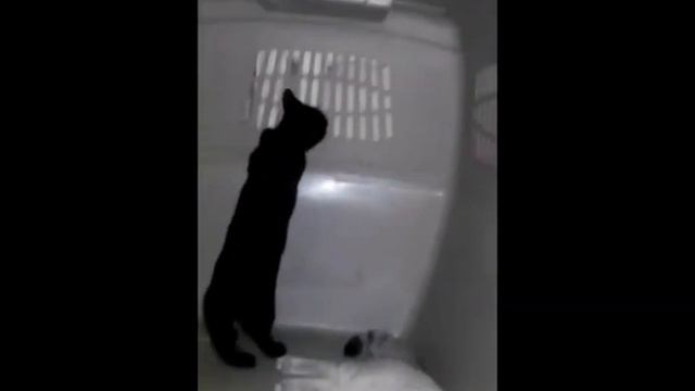 #КОТЕНОК #МАНЧКИН СКУЧНО НЕ БЫВАЕТ _кошки отжали чужую квартиру_ ЗАМЕРЗ ВОДОПРОВОД смотреть онлайн