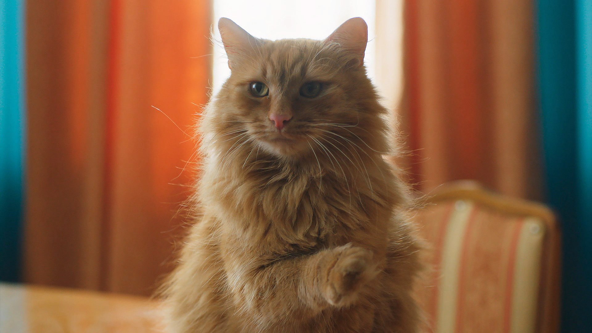 Дурдом, 1 сезон, 16 серия смотреть онлайн