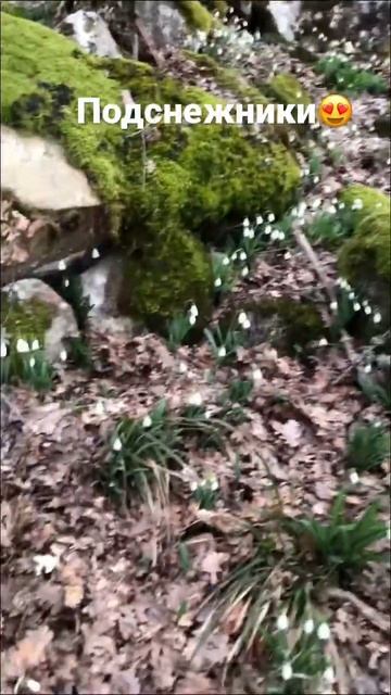 Гора Костель. Алушта . Подснежники 😍 смотреть онлайн