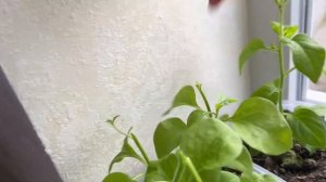 Петунии Тайдал нужно ли прищипывать? #петунии #сад #ого