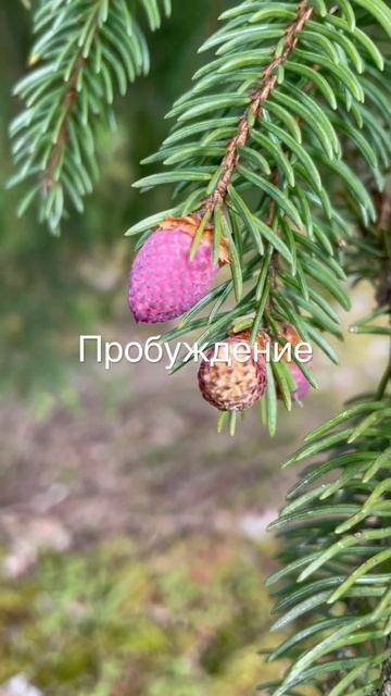 Пробуждение. Красные шишки. Весна. #вкусжизни #créatif смотреть онлайн