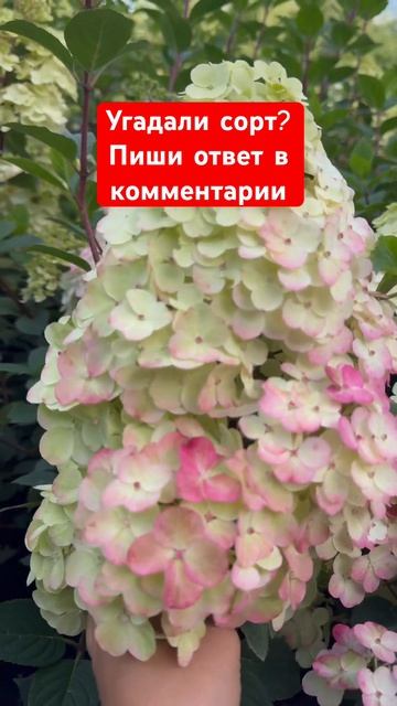 КОРОЛЕВА ГОРТЕНЗИЙ ДЛЯ ВАШЕГО САДА