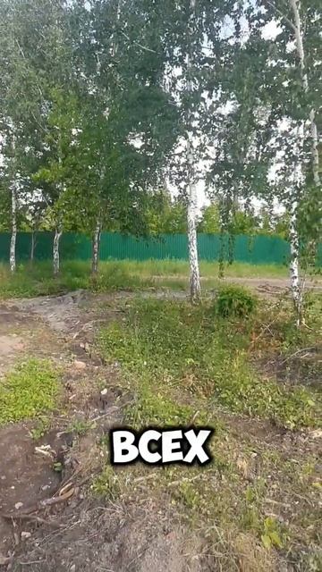 Настроение Любэ, часть 2. Березы) #любэ #природа #россия смотреть онлайн