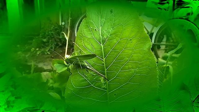 хватай саранчу смотреть онлайн