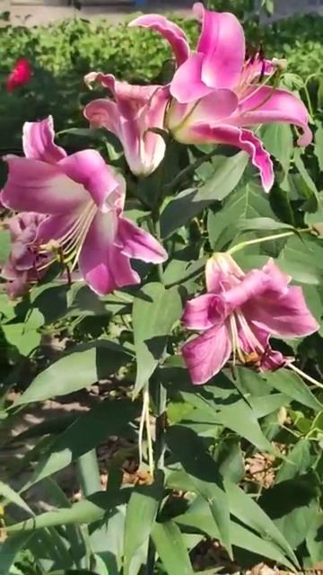 Лілія рожева смотреть онлайн