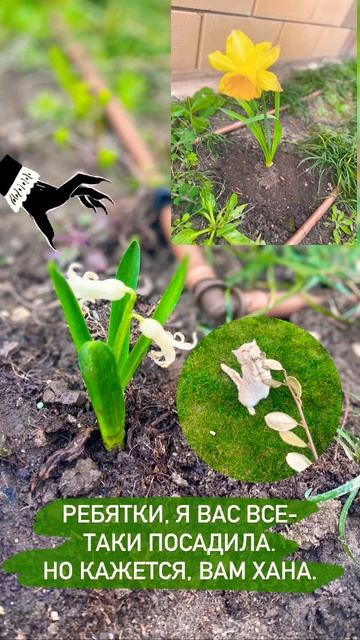 🌼 #цветы #сад #нарцисс #гиацинт #садовод #gardening #онлайн # смотреть онлайн
