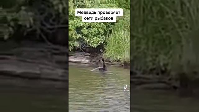 Русский медведь проверяет сетку на севере смотреть онлайн