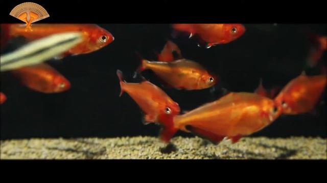 Грабли веерные Для любителей канала Грабли Live 01 02 2025 смотреть онлайн