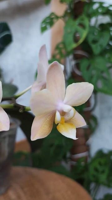 Парфюмерная фабрика Phal.Valkion #орхидеи #orchid смотреть онлайн