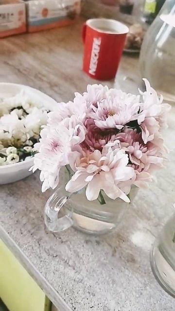 Цветы мультифлоры после черенкования #дача #огород #plan смотреть онлайн