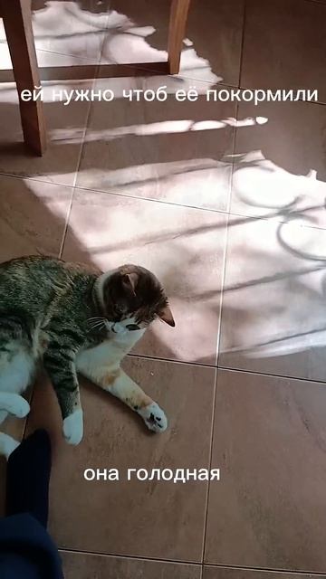 Наглое животное которое хочет есть наша кошечка Марус смотреть онлайн