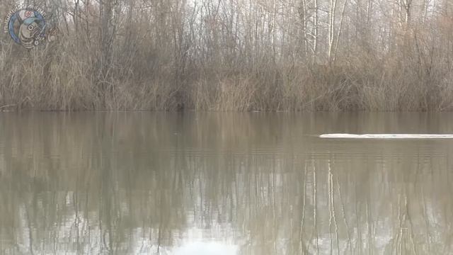 КРУПНОЕ НЕЧТО ОДУРЕЛО в АПРЕЛЕ! Закинул в лесной залив