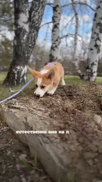 Лайф в ТГ - присоединяйтесь 🫶🏼 #корги #corgi #shorts #милы? смотреть онлайн
