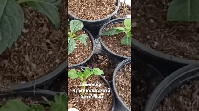 #зимовка гортензии, позднее черенкование смотреть онлайн