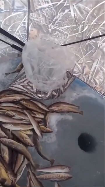 Рыбалка удалась #рыбалка #сахалин #охота #интересно #ул смотреть онлайн