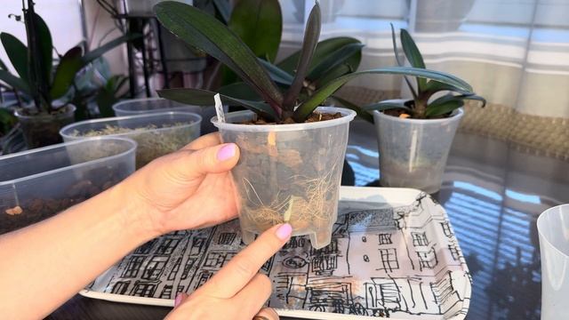 Орхидеи после реанимации, их посадки и восстановление смотреть онлайн