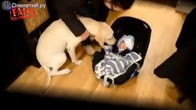Кошки и собаки впервые встречаются с младенцами смотреть онлайн