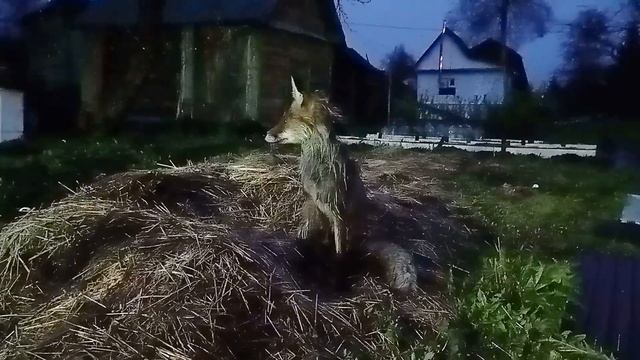 (1016) Лиса приходит в гости. Май 2025 смотреть онлайн