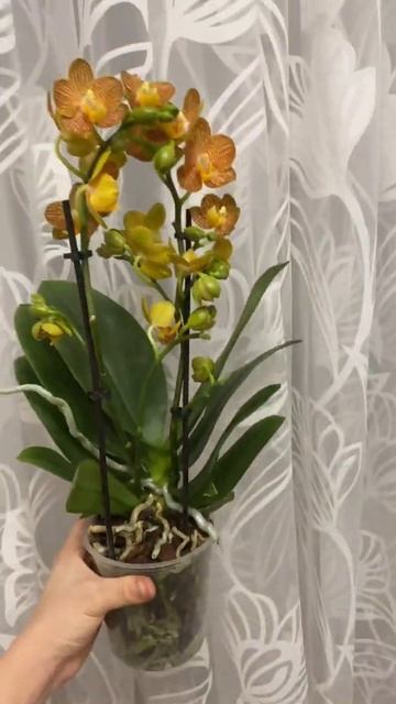 Орхидея Литтл Зорро смотреть онлайн