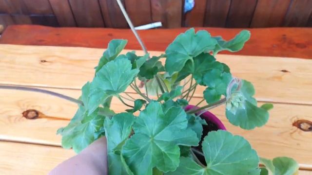 Пеларгония Za Lovely Wera смотреть онлайн