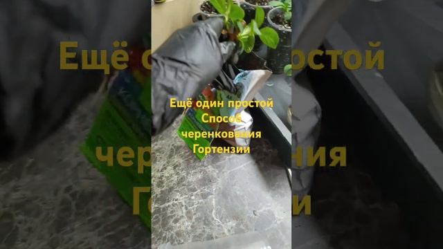 Очень простой способ укоренения черенка гортензии ме? смотреть онлайн