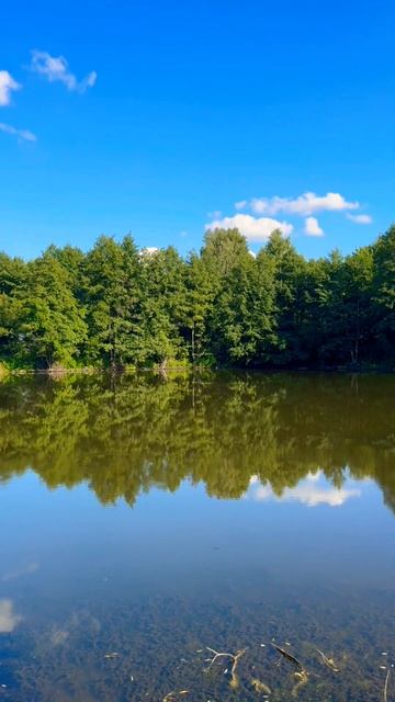 #reels #ромашка #василёк #татьянакуртукова #самарскаяобл? смотреть онлайн