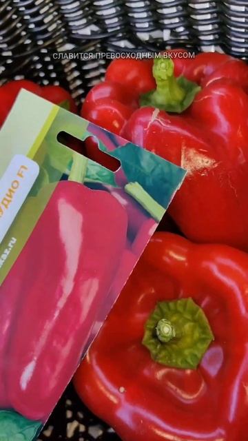 Перец Сладкий Клаудио F1 от Семена Маркет #семена#заказ смотреть онлайн