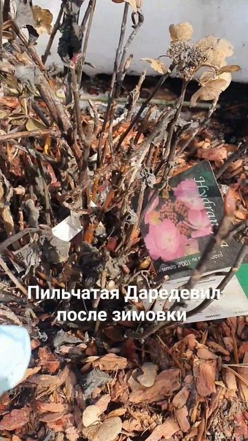 #гортензии #пильчатаягортензия #даредевил смотреть онлайн