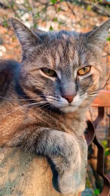 У каждого есть такая подруга. #кот #shorts #юмор смотреть онлайн