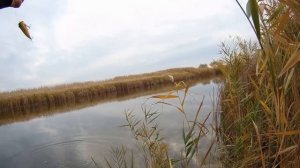 Ловля щуки на спиннинг в зарослях травы на мелководье.