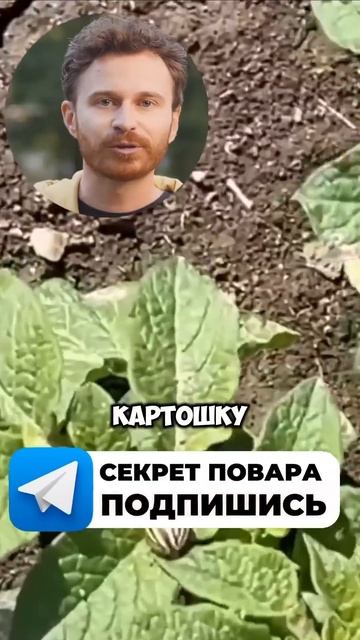 Все секреты огорода по ссылке в шапке профиля. #огород смотреть онлайн