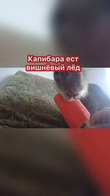 Капибара ест вишнёвый лёд #capybara смотреть онлайн