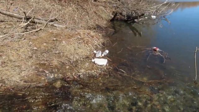 Скворец и ручей на Красном Кемерово смотреть онлайн